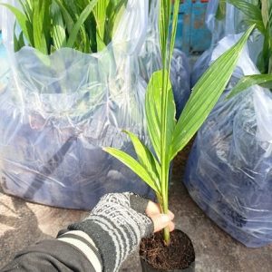 Cây Cau Ăn Trầu (cau ta)