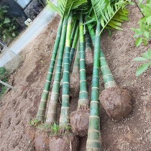 Cây Cau Ăn Trầu (cau ta)