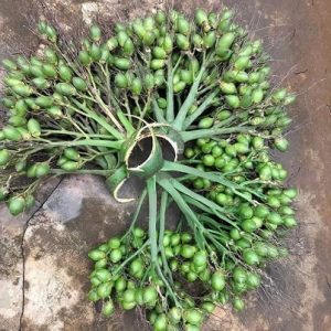 Cây Cau Ăn Trầu (cau ta)