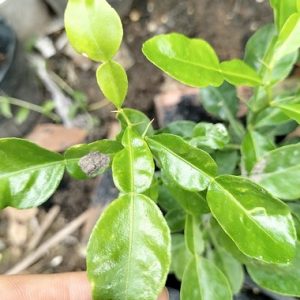 Cây chanh thái cao 1m