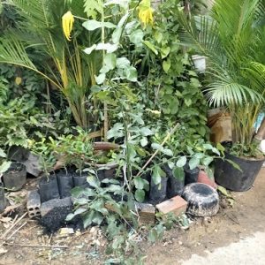 Cây chanh thái cao 1m