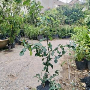 Cây chanh thái cao 1m