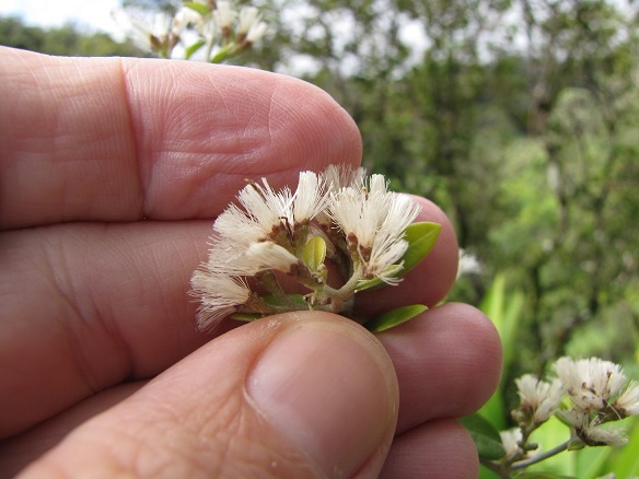 Cây cúc tần ấn độ