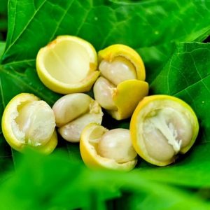 Cây Dâu Xiêm Da Vàng