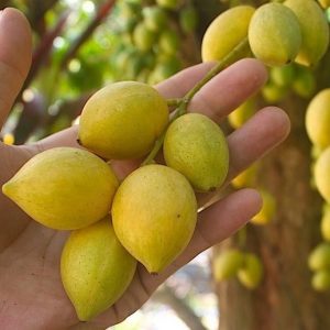 Cây Dâu Xiêm Da Vàng