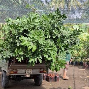 Cây Dâu Xiêm Da Vàng