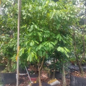 Cây Dâu Xiêm Da Vàng