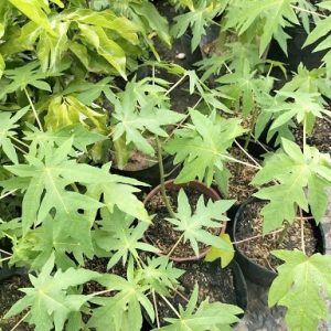 Cây đu đủ giống ruột vàng