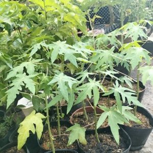 Cây đu đủ giống ruột vàng