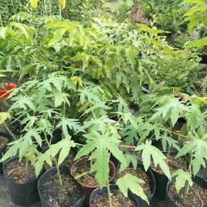 Cây đu đủ giống ruột vàng