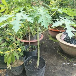 Cây đu đủ giống ruột vàng