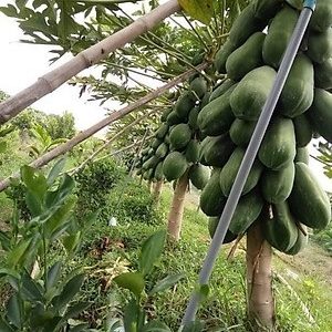 Cây đu đủ giống ruột vàng