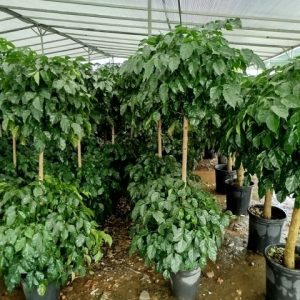 Cây Hạnh Phúc Hai Tầng Và Ý Nghĩa Phong Thủy