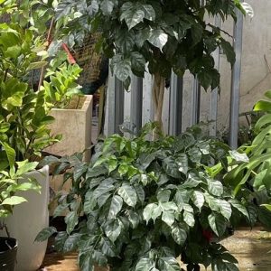 Cây Hạnh Phúc Hai Tầng Và Ý Nghĩa Phong Thủy