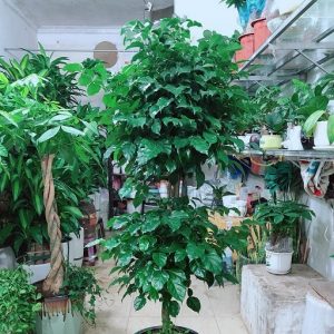 Cây Hạnh Phúc Hai Tầng Và Ý Nghĩa Phong Thủy