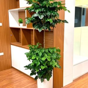 Cây Hạnh Phúc Hai Tầng Và Ý Nghĩa Phong Thủy