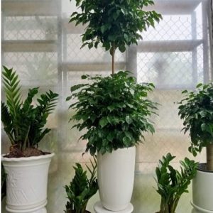 Cây Hạnh Phúc Hai Tầng Và Ý Nghĩa Phong Thủy