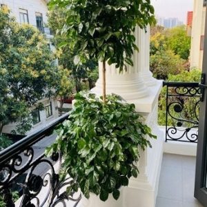 Cây Hạnh Phúc Hai Tầng Và Ý Nghĩa Phong Thủy