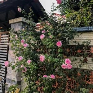 Cây Hoa Hồng Leo Mon Coeur