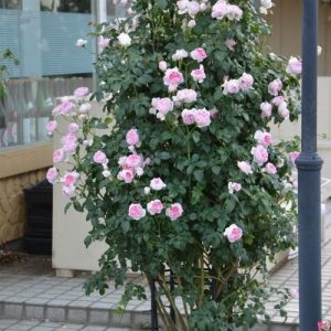 Cây Hoa Hồng Leo Mon Coeur