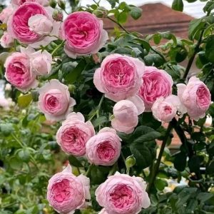 Cây Hoa Hồng Leo Mon Coeur