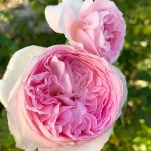 Cây Hoa Hồng Leo Mon Coeur