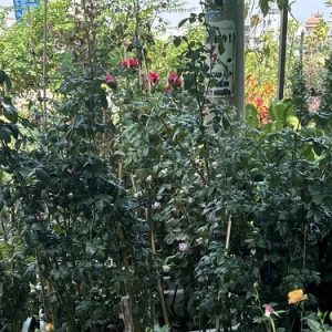 Cây Hoa Hồng Leo Mon Coeur