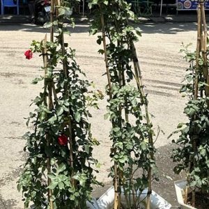 Cây Hoa Hồng Leo Mon Coeur