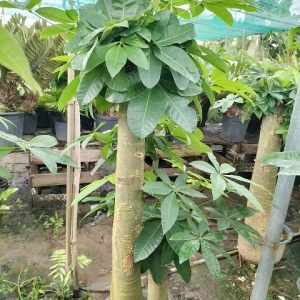 Cây kim ngân 3 thân gốc size lớn