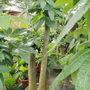 Cây kim ngân 3 thân gốc size lớn