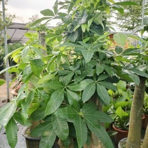 Cây kim ngân 3 thân gốc size lớn