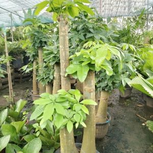 Cây kim ngân 3 thân gốc size lớn