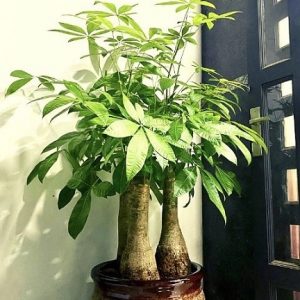 Cây kim ngân 3 thân gốc size lớn