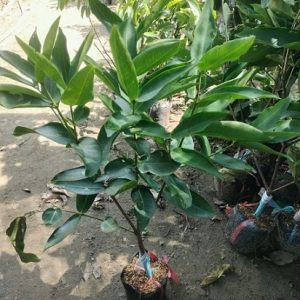 Cây Mận Xanh Đường