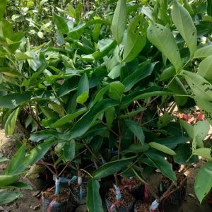 Cây Mận Xanh Đường