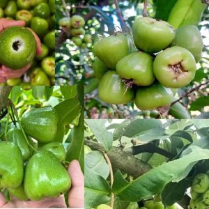 Cây Mận Xanh Đường