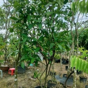 Cây Mận Xanh Đường