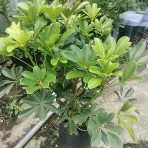 Cây Ngũ Gia Bì Trồng Chậu Nội Thất