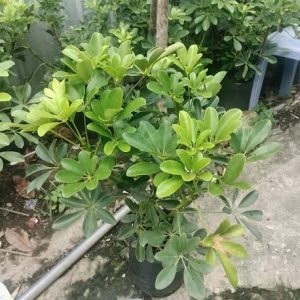 Cây Ngũ Gia Bì Trồng Chậu Nội Thất