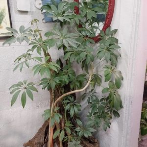 Cây Ngũ Gia Bì Trồng Chậu Nội Thất