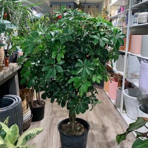 Cây Ngũ Gia Bì Trồng Chậu Nội Thất