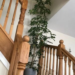 Cây Ngũ Gia Bì Trồng Chậu Nội Thất