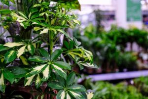 Cây Ngũ Gia Bì Trồng Chậu Nội Thất