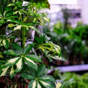 Cây Ngũ Gia Bì Trồng Chậu Nội Thất