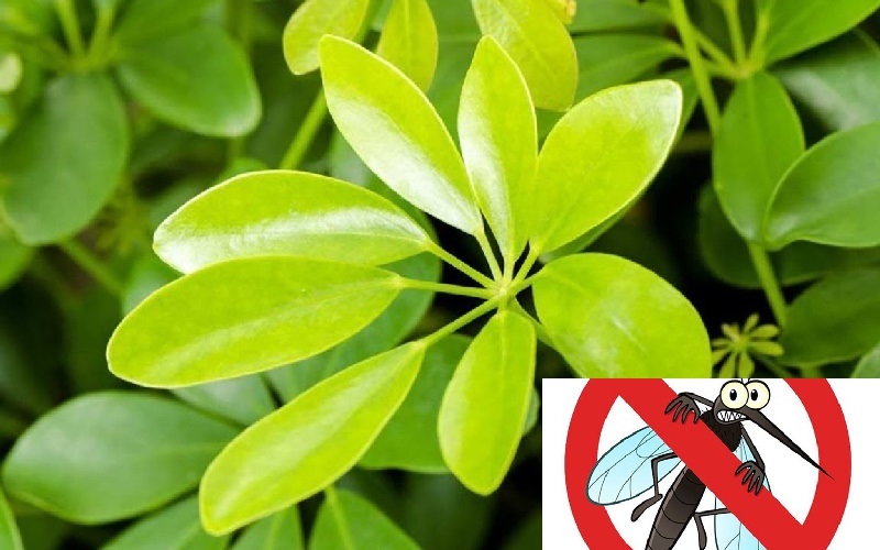 Cây Ngũ Gia Bì Trồng Chậu Nội Thất