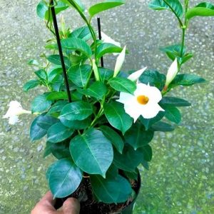 Cây Hoa Tuyết Anh (huỳnh anh hoa trắng)