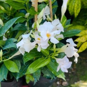 Cây Hoa Tuyết Anh (huỳnh anh hoa trắng)