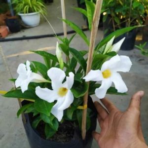 Cây Hoa Tuyết Anh (huỳnh anh hoa trắng)