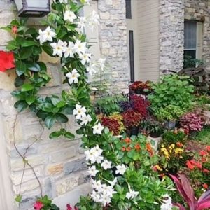 Cây Hoa Tuyết Anh (huỳnh anh hoa trắng)