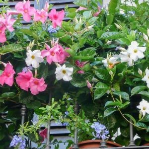 Cây Hoa Tuyết Anh (huỳnh anh hoa trắng)